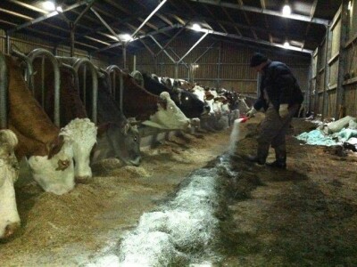 Zeolit - detoksikator aflatoksina