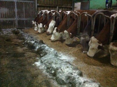 Zeolit - detoksikator aflatoksina