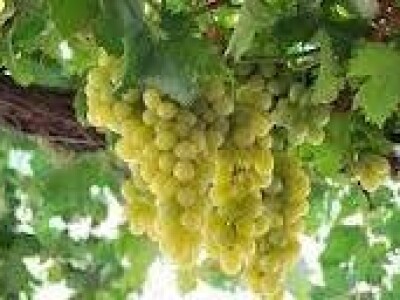 VINOVA LOZA MUŠKAT ITALIJA