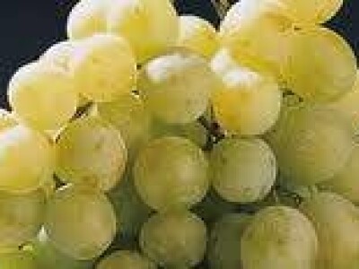 VINOVA LOZA MUŠKAT ITALIJA