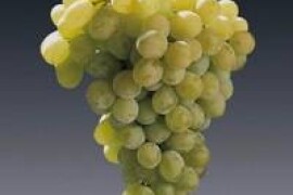 VINOVA LOZA AFUS ALI