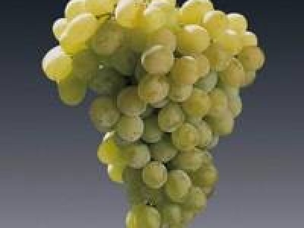 VINOVA LOZA AFUS ALI