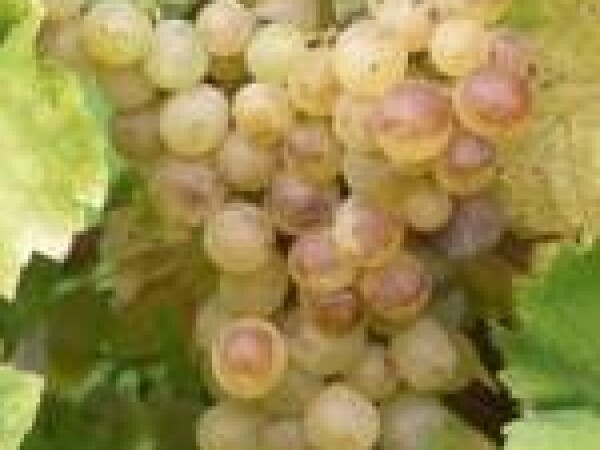 VINOVA LOZA JULSKI MUŠKAT