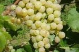 VINOVA LOZA PLEMENKA BIJELA