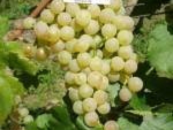 VINOVA LOZA PLEMENKA BIJELA