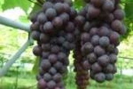 VINOVA LOZA MUSKAT HAMBURG