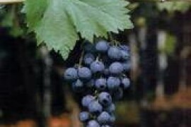 VINOVA LOZA CARDINAL