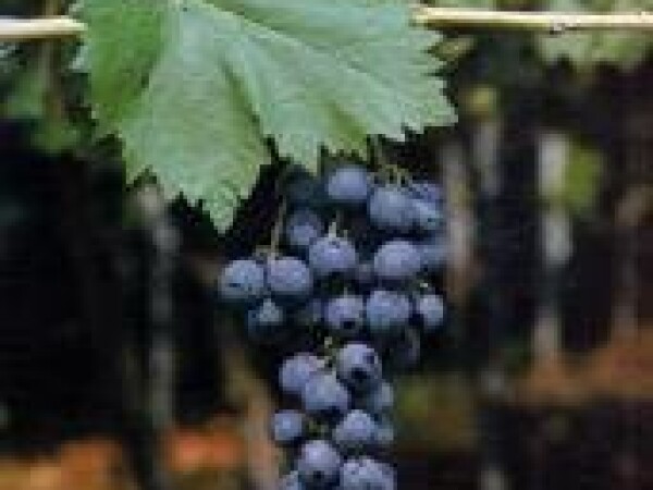 VINOVA LOZA CARDINAL