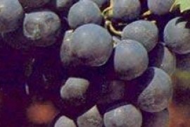 VINOVA LOZA ALPOHONSE LAVALLEE