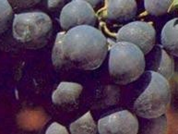 VINOVA LOZA ALPOHONSE LAVALLEE