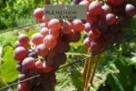 VINOVA LOZA PLEMENKA CRVENA