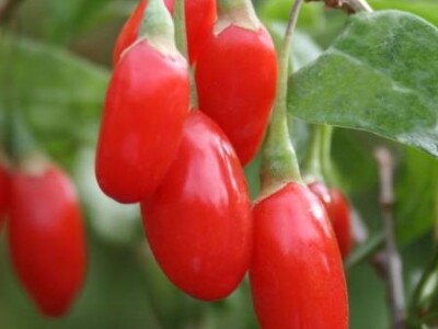 Goji ili vučje bobice