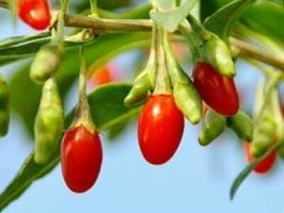 Goji ili vučje bobice