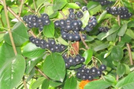 ARONIJA sadnica borovnice