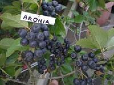 ARONIJA sadnica borovnice