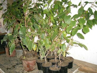 Aktinidia arguta - [ sibirski kivi  ]