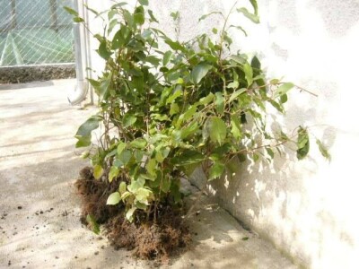 Aktinidia arguta - [ sibirski kivi  ]