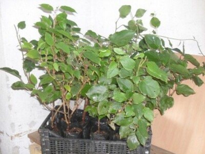 Aktinidia arguta - [ sibirski kivi  ]