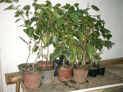 Aktinidia arguta - [ sibirski kivi  ]