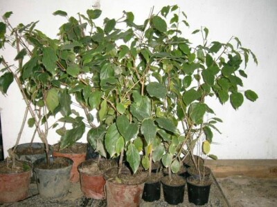 Aktinidia arguta - [ sibirski kivi  ]