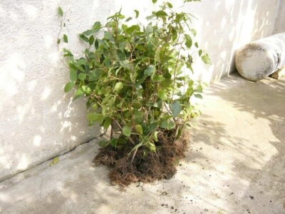 Aktinidia arguta - [ sibirski kivi  ]