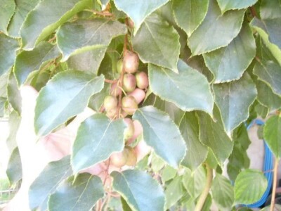 Aktinidia arguta - [ sibirski kivi  ]