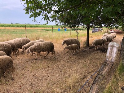 Prodajem ovce i koze mesovite sorte!!!! Cena vise nego povoljna!!!