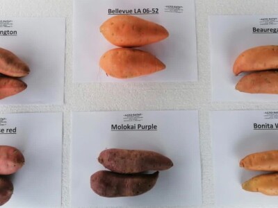 Sadnice  batata i ukrasnog batatat