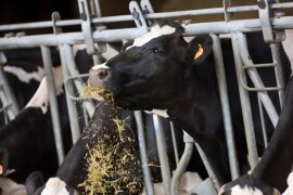 AAPOTHEOZ - RWA hibrid kukuruza