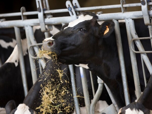 AAPOTHEOZ - RWA hibrid kukuruza