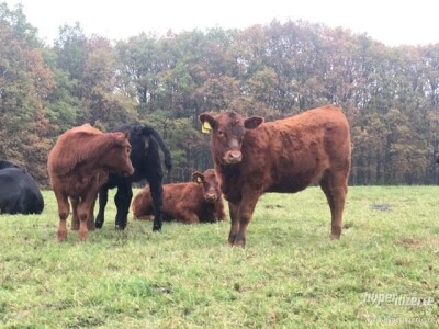 Aberdeen Angus junice s POP, rođ. 2021