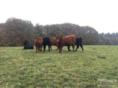 Aberdeen Angus junice s POP, rođ. 2021