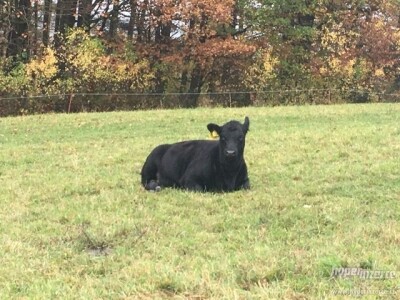 Aberdeen Angus junice s POP, rođ. 2021