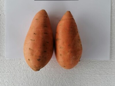 Bellevue-presadnice batata