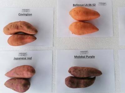 Bellevue-presadnice batata