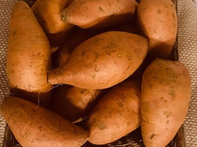 Bellevue-presadnice batata