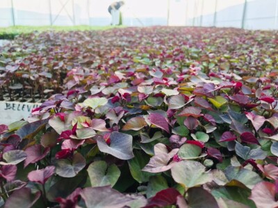 Bellevue-presadnice batata