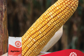 Kukuruz Agrister