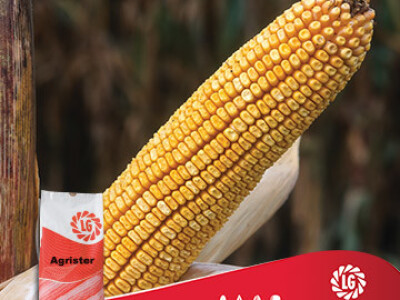 Kukuruz Agrister