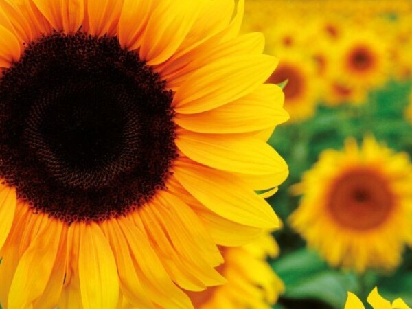 Agro krediti temeljem ostvarenih prava na potporu u poljoprivredi