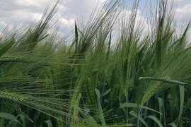 HYVIDO ječam - da li se prinosi iz budućnosti mogu postići već danas?