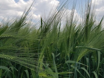HYVIDO ječam - da li se prinosi iz budućnosti mogu postići već danas?