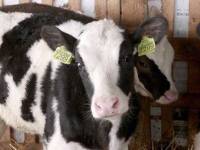 Krave, junice i telad na prodaju