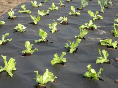 PLANT PROTEX - Vrtna mulch tkanina 50 i 80g/m2, 2.70kn/m2 i 3.70kn/m2