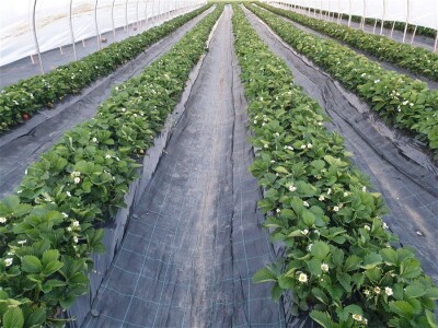 ULTRASIL , AGROTEXTIL i FOLIJE za veroneze plastenike