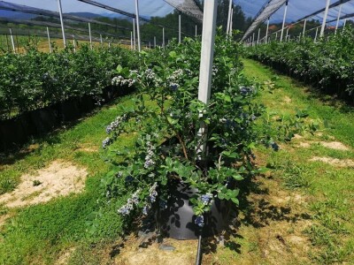 Akcija: Žica za fiksiranje sadnica