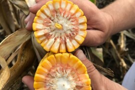 AKINOM - RWA HIBRID KUKURUZA