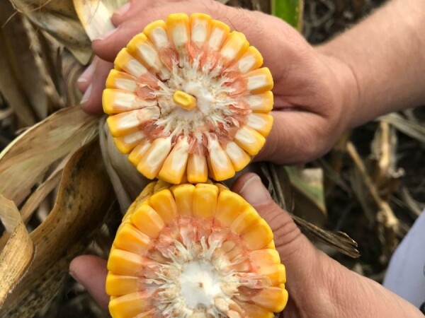 AKINOM - RWA HIBRID KUKURUZA