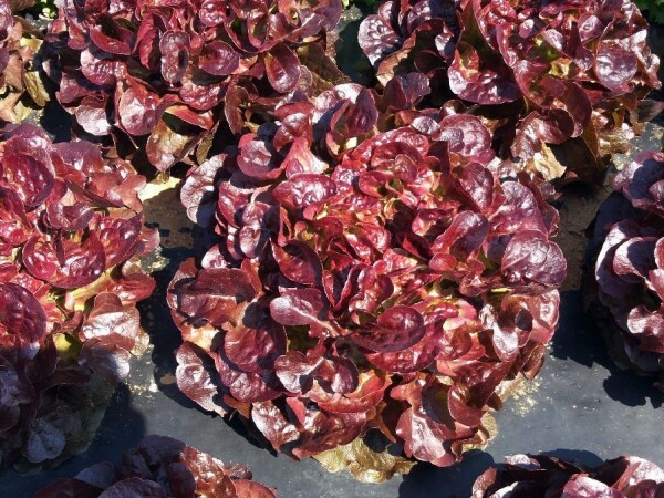 Alcaline sjeme salate