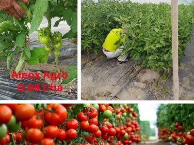 Aleox Agro-bioloski stimulator za razvoj i rast biljaka